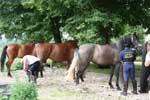 Gasthaus Zur alten Mhle in Brfink, Hunsrck